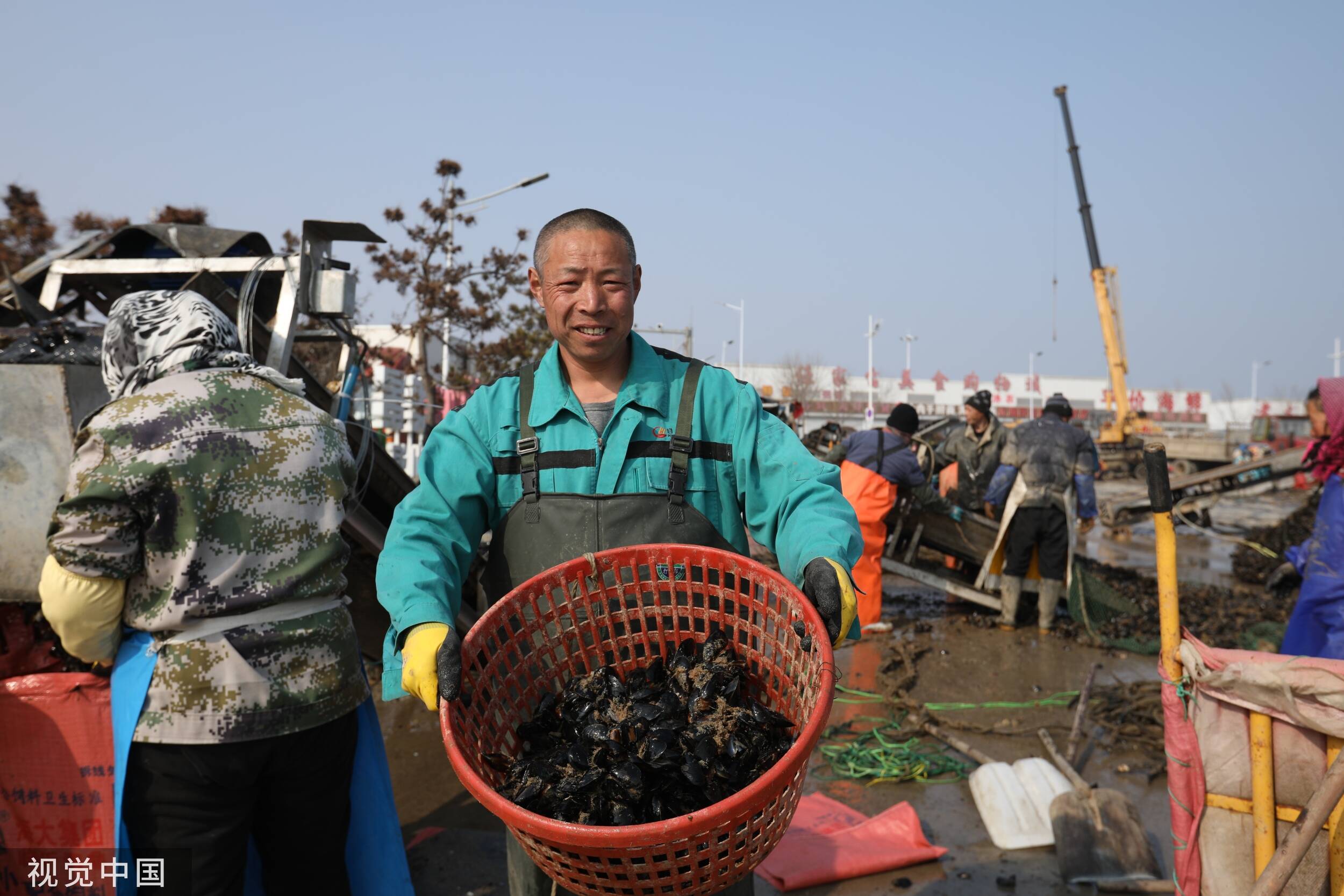 舌尖上的日照：海虹“争鲜”上市 丰富百姓餐桌